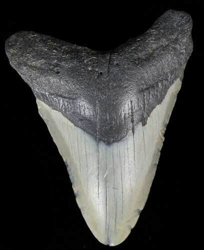 Bargain, Megalodon Tooth - North Carolina #67102